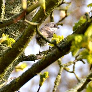 Lesser Whitethroat