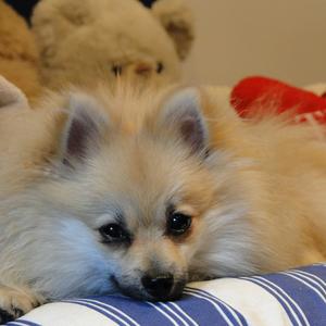 Pomeranian