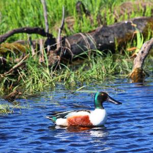 Northern Shoveler