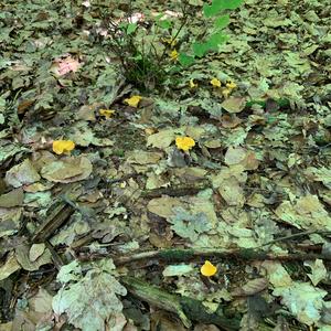 Chanterelle, Common