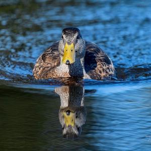 Mallard