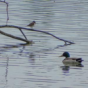 Common Sandpiper