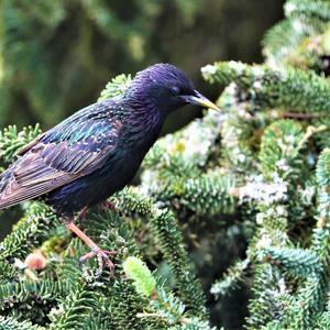 Common Starling