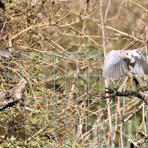 Eurasian Collared-dove