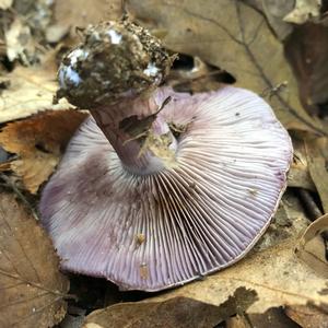 Wood Blewit