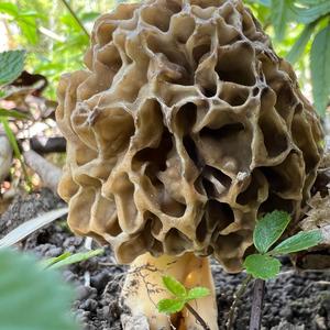 Yellow Morel