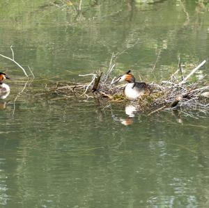 Great Crested Grebe