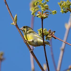 European Greenfinch