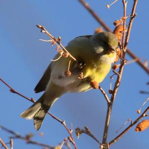 Eurasian Siskin