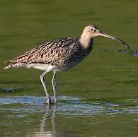 Eurasian Curlew