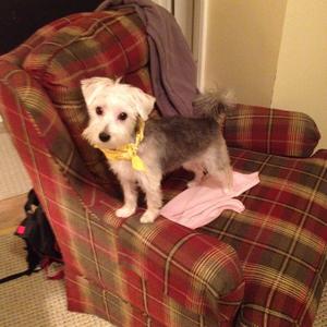 Unknown Breed
