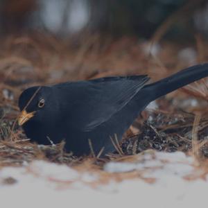 Eurasian Blackbird