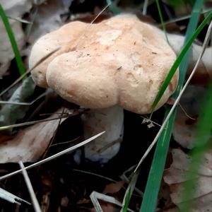 Hedgehog Fungus, Common