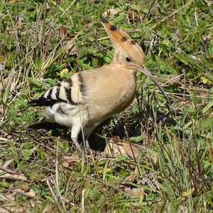 Eurasian Hoopoe