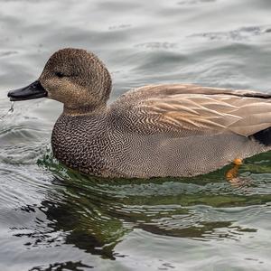 Gadwall