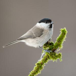 Marsh Tit