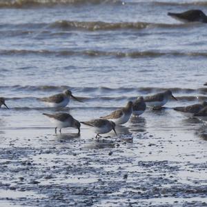 Common Sandpiper