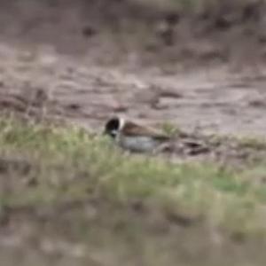 Reed Bunting