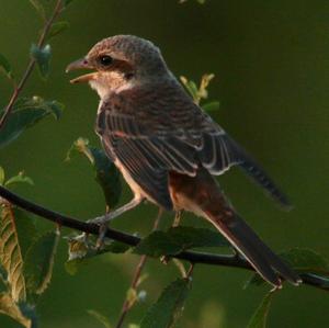 Red-backed Shrike