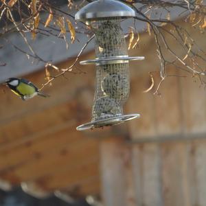 Great Tit