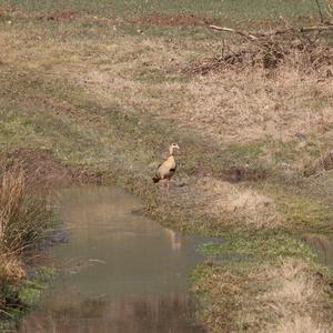 Egyptian Goose