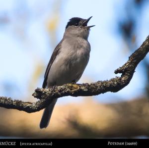 Blackcap