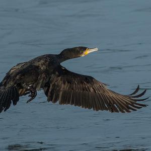 Great Cormorant