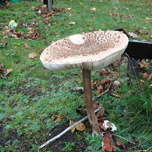 Parasol Mushroom