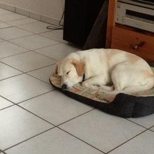 Unknown Breed