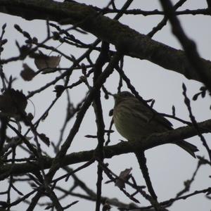 European Serin