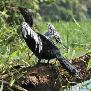 Amerikanischer Schlangenhalsvogel