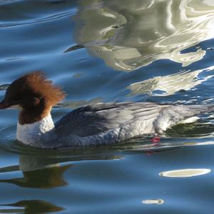 Common Merganser