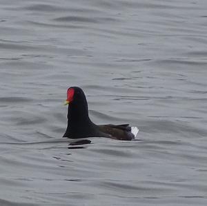 Common Moorhen