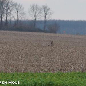 Northern Harrier