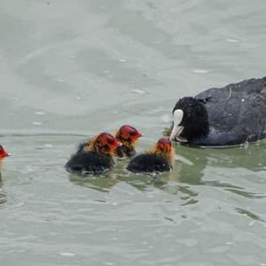 Common Coot