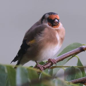 European Goldfinch