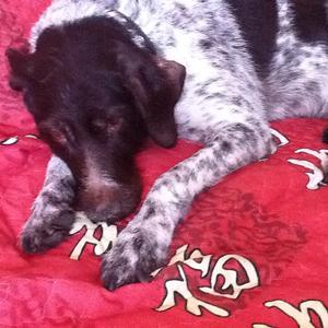 Pointer (German Wirehaired)