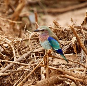 Lilac-breasted Roller