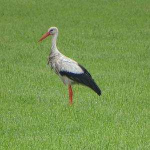 White Stork