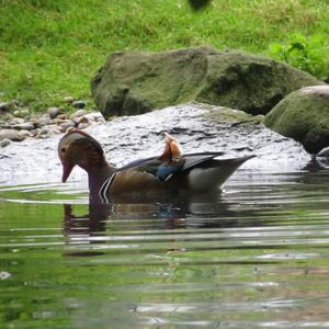 Mandarin Duck