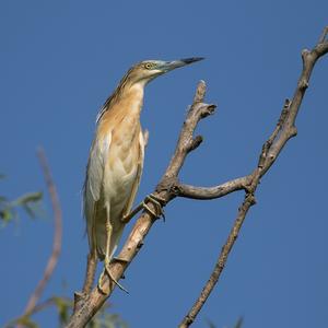 Squacco Heron