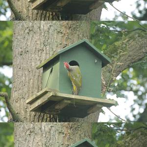 Eurasian Green Woodpecker