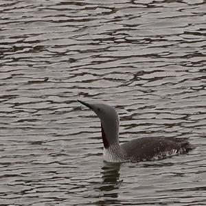 Red-throated Loon