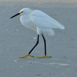 Snowy Egret