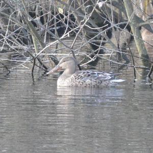 Northern Shoveler