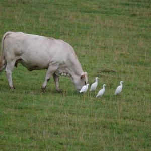 Cattle Egret