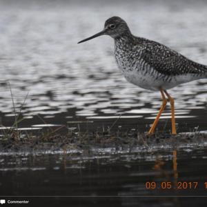 Greater Yellowlegs