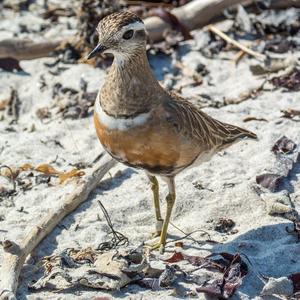 Eurasian Dotterel