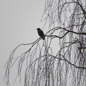 Common Starling