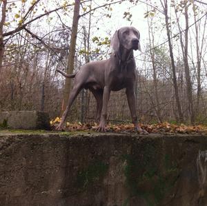 Unknown Breed